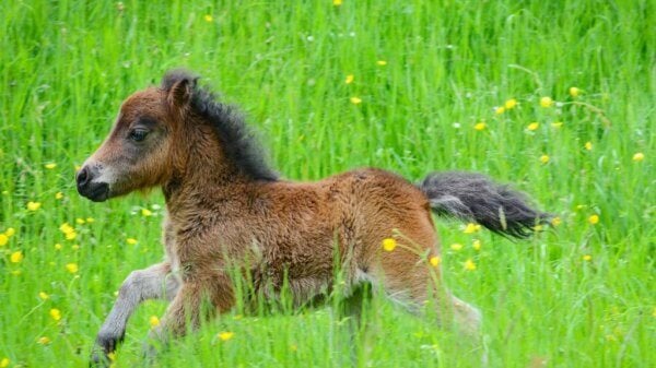 Brown foal running through a sunny green field dotted with yellow wildflowers