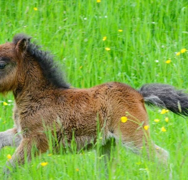 Brown foal running through a sunny green field dotted with yellow wildflowers